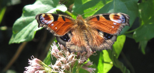vlinder
